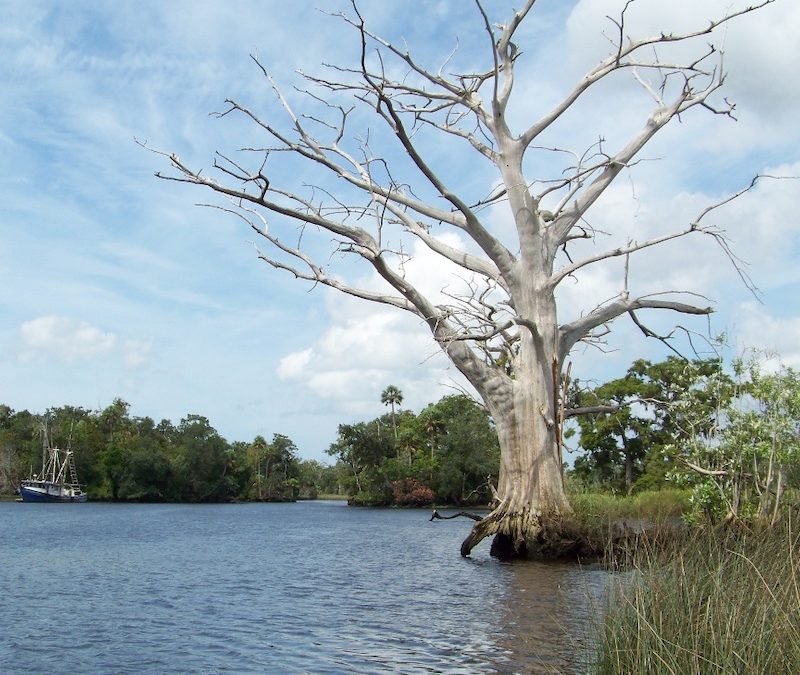 Shoreline Mapping of the Withlacoochee River
